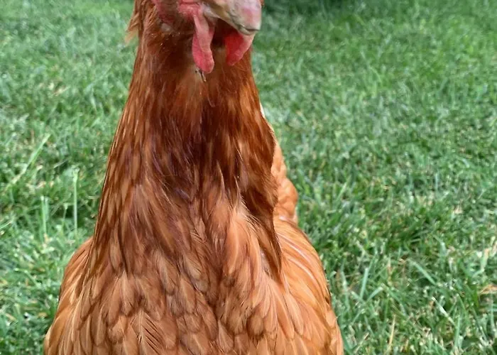 Ecoantico Casa In Paglia Bed and Breakfast Maiolo (Rimini)