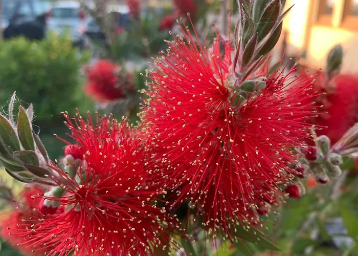 Ecoantico Casa In Paglia 3* Maiolo (Rimini)