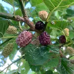 Ecoantico Casa In Paglia Bed and Breakfast 3*