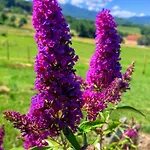 Bed and Breakfast Ecoantico Casa In Paglia