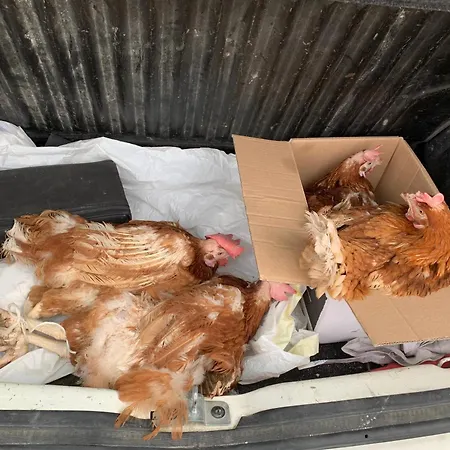 فندق مبيت وإفطار Ecoantico Casa In Paglia Maiolo (Rimini)