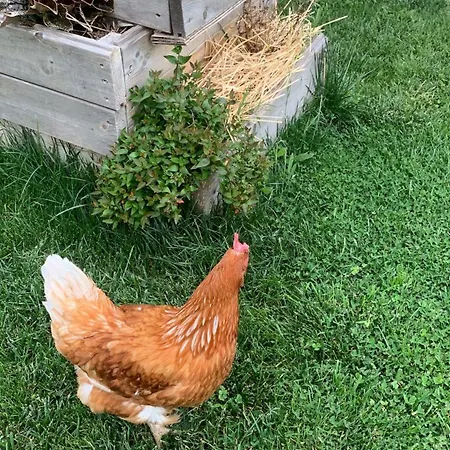 Ecoantico Casa In Paglia