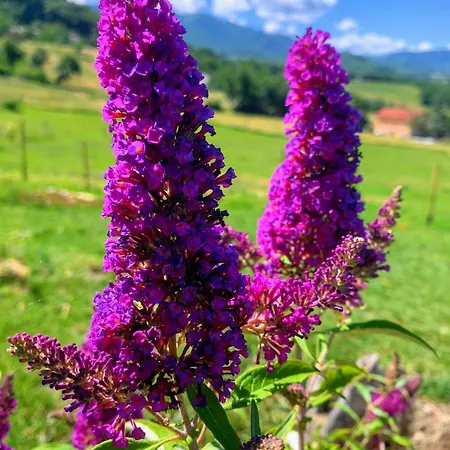 فندق مبيت وإفطار Ecoantico Casa In Paglia