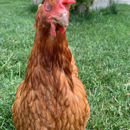 Ecoantico Casa In Paglia فندق مبيت وإفطار Maiolo (Rimini)