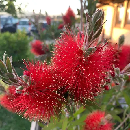 Ecoantico Casa In Paglia 3* Maiolo (Rimini)