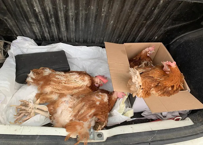 Bed & Breakfast Ecoantico Casa In Paglia Maiolo (Rimini)