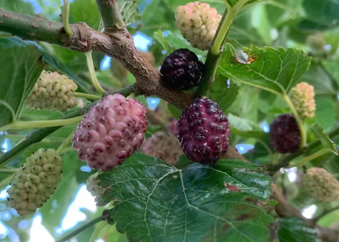 Ecoantico Casa In Paglia Bed & Breakfast 3*