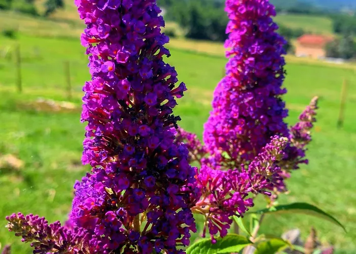 Bed & Breakfast Ecoantico Casa In Paglia