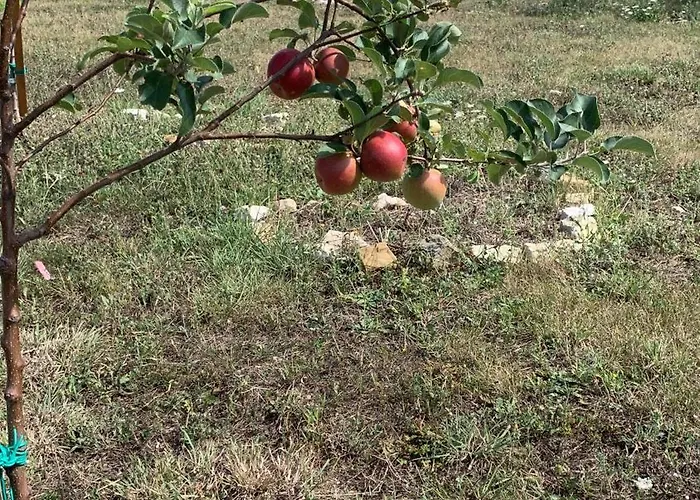 Bed & Breakfast Ecoantico Casa In Paglia 3*